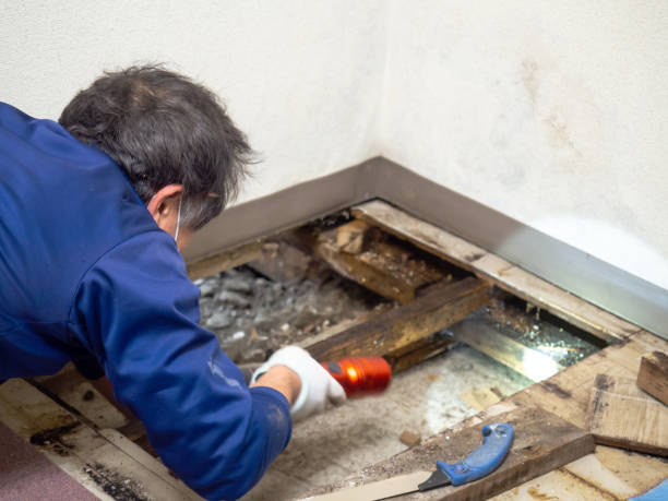 Best Mold Cleaning Services  in Eagle Pass, TX
