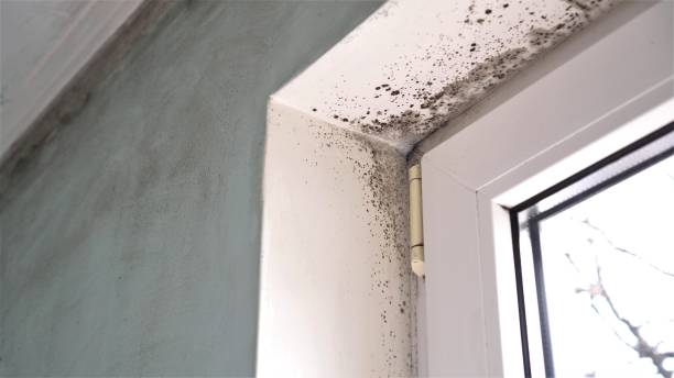 Trusted Eagle Pass, TX Mold Removal Experts